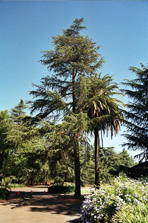 Deodar Cedar