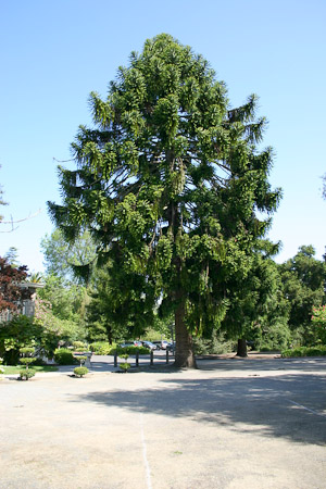 Bunya-Bunya Tree