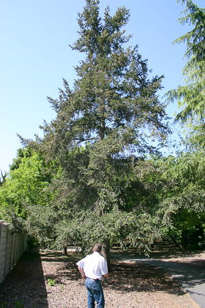 Douglas Fir