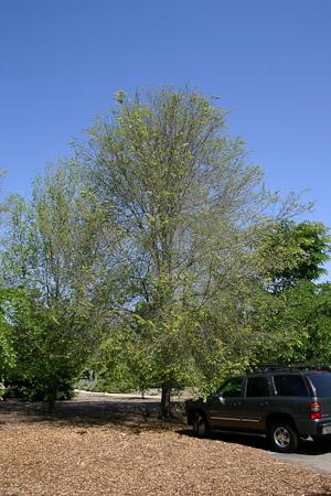American Elm