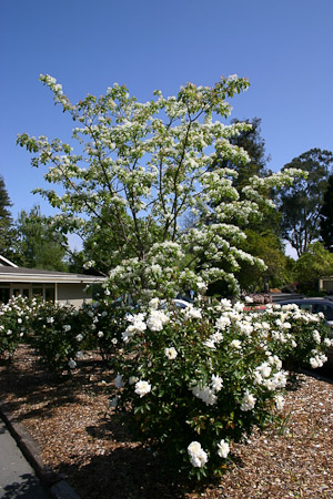 Fringe Tree