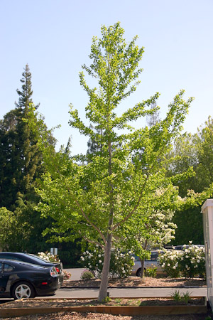 Gingko Biloba