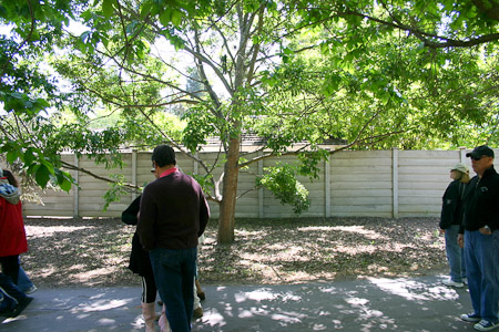 Hackberry