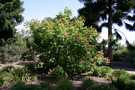 Horse Chestnut