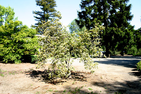 Pittosporum Tobira