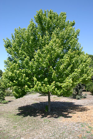 Red Maple