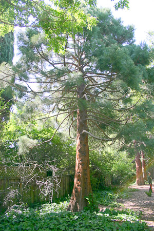 Sequoia gigantea