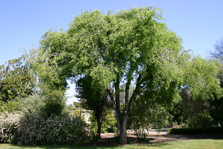 Siberian Elm