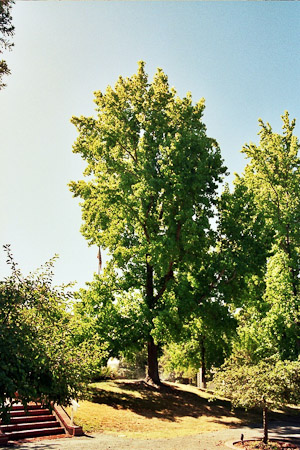 American Sweetgum