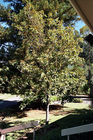 Magnolia grandiflora