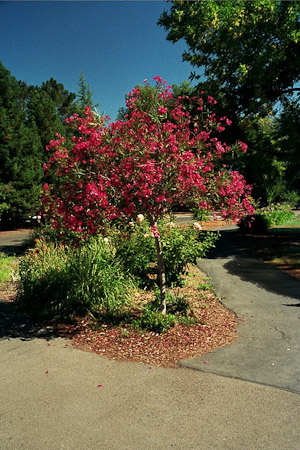 Oleander standard