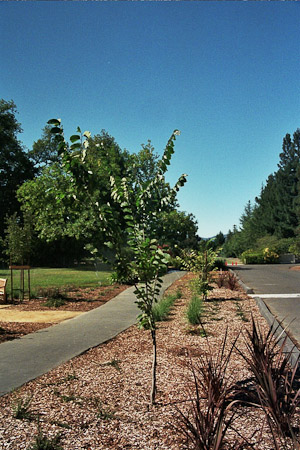 Liberty Elms