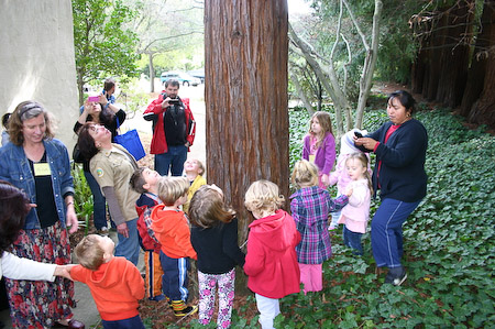 Redwoods Are Tall