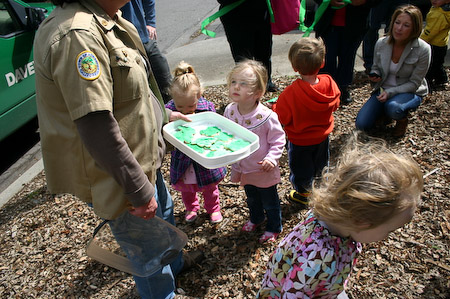 Tree Cookies