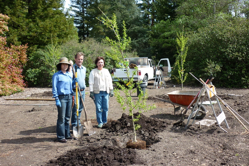 Planting Gingkos in Holbrook Palmer